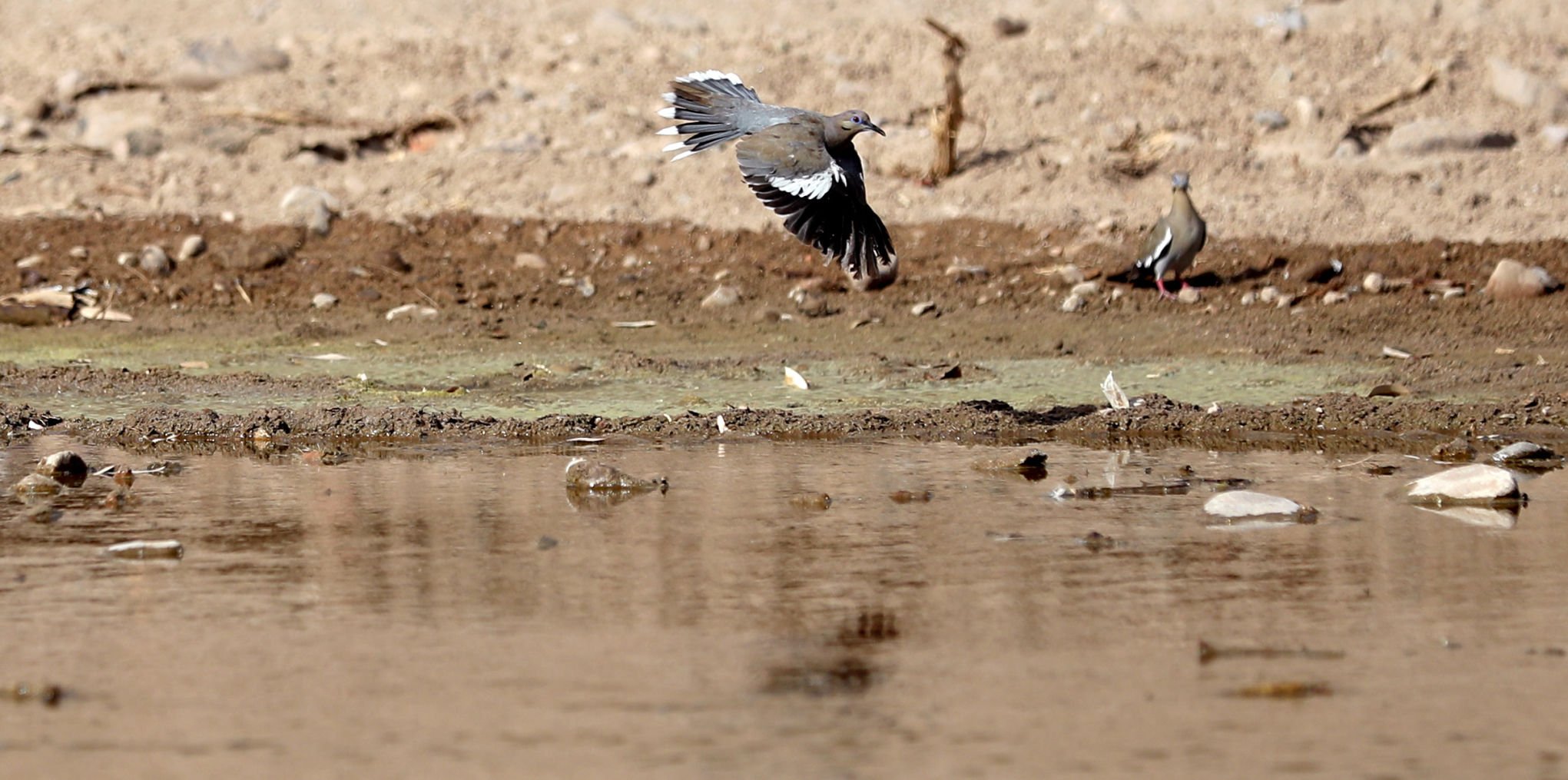 Santa Cruz River Project